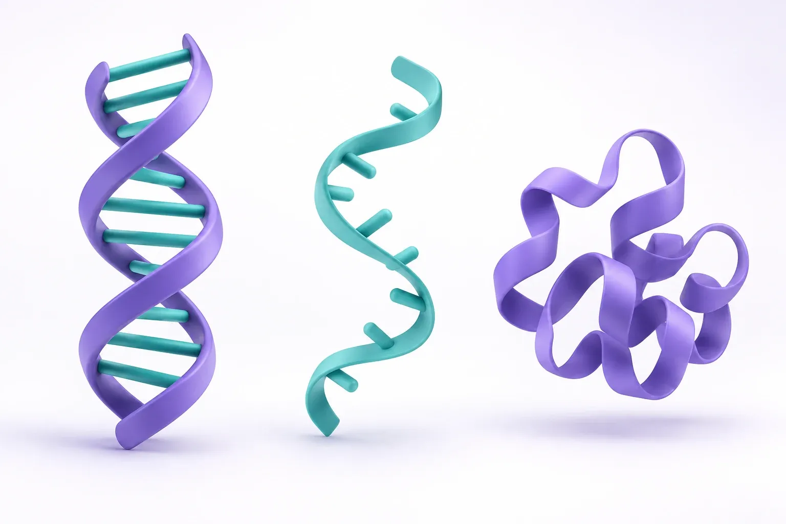 Concept illustration of a double ribbon, single ribbon, and folded form representing DNA, RNA, and protein.